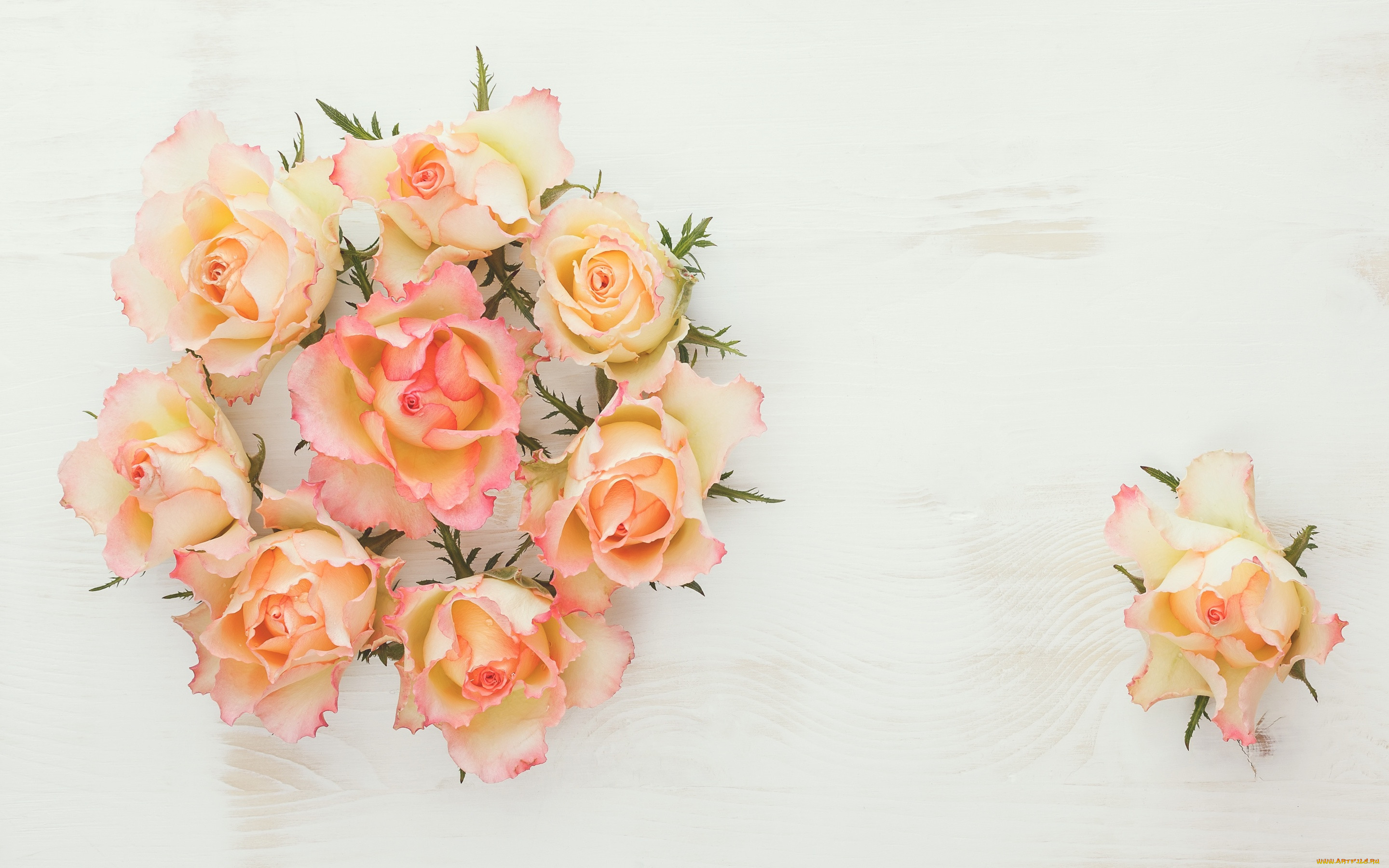 , , roses, wood, flowers